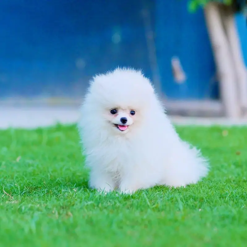 teacup Pomeranian puppies for sale pom — photo 2