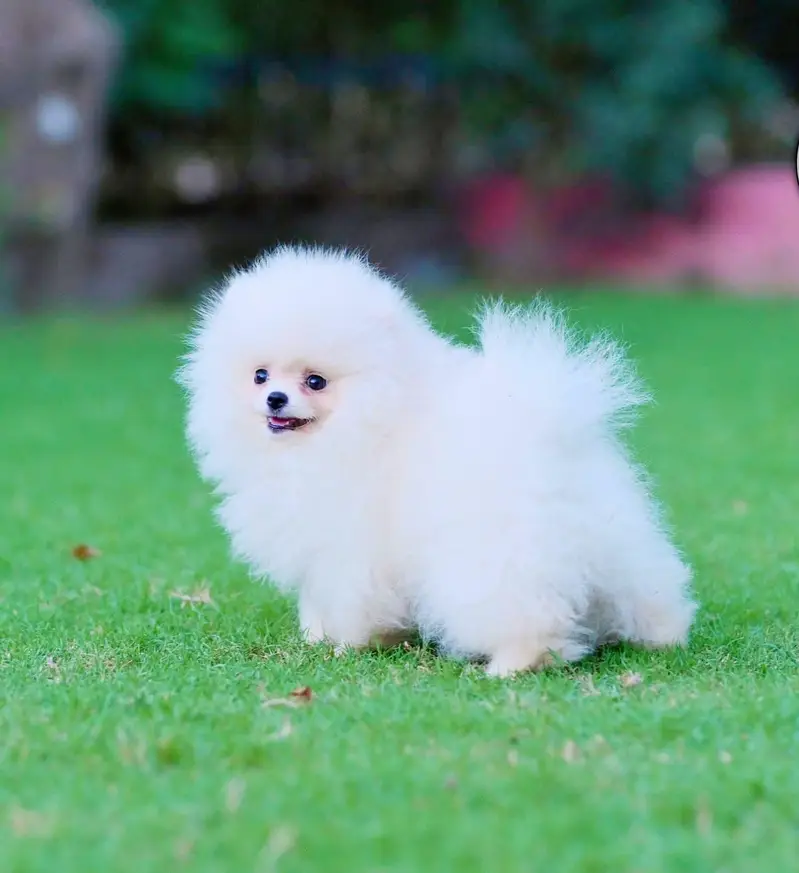 teacup Pomeranian puppies for sale pom — photo 3