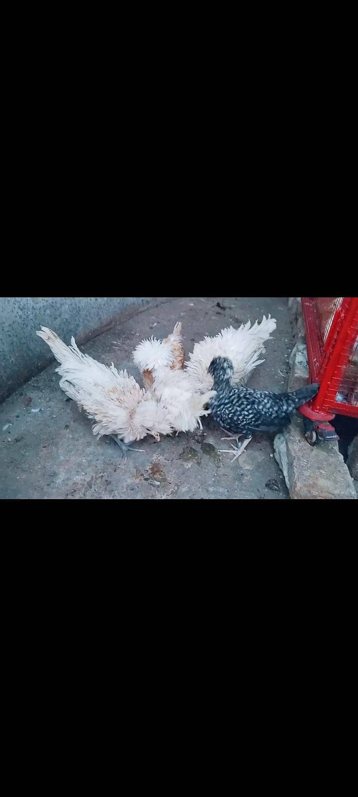 polish chicks 1