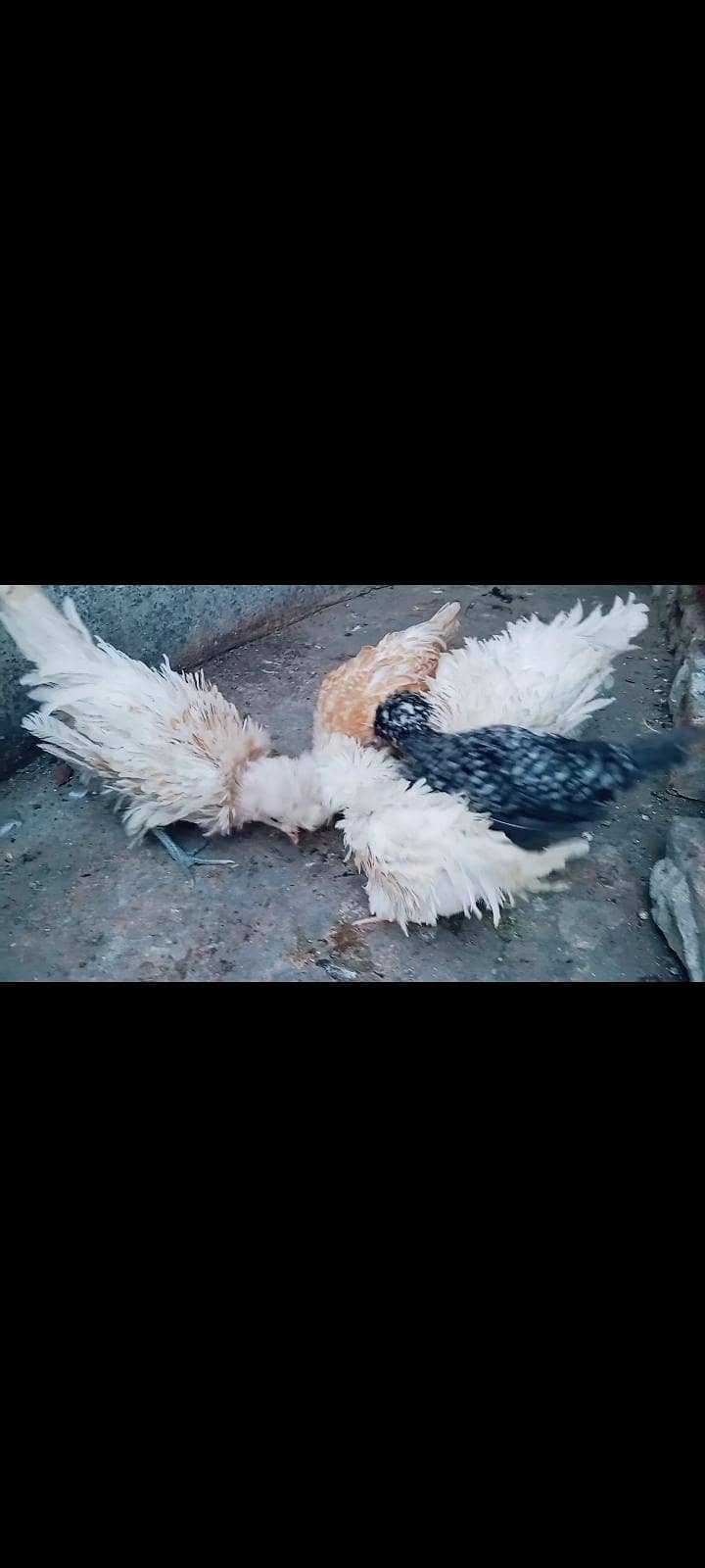polish chicks 3