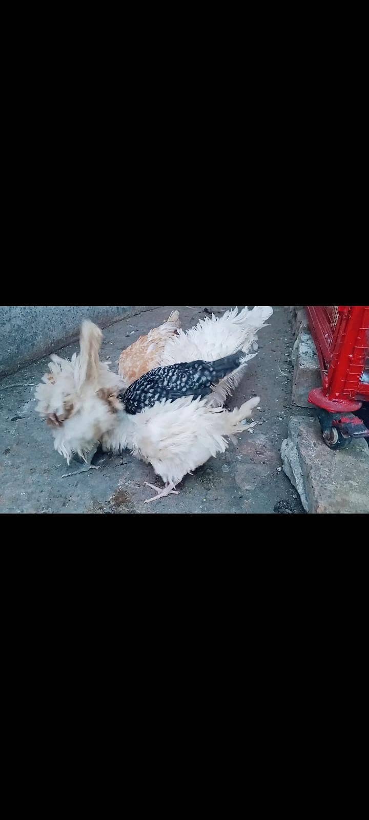 polish chicks 4
