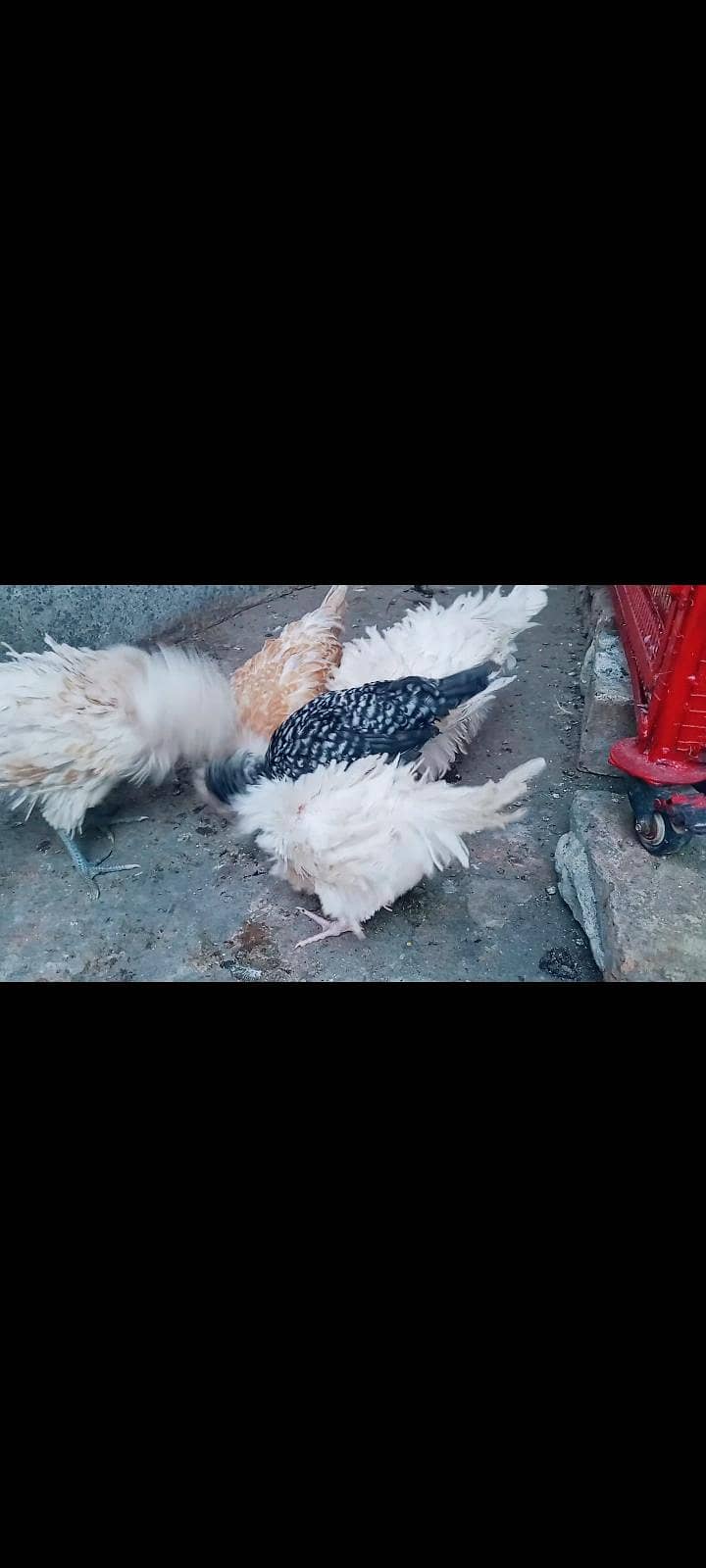 polish chicks 5