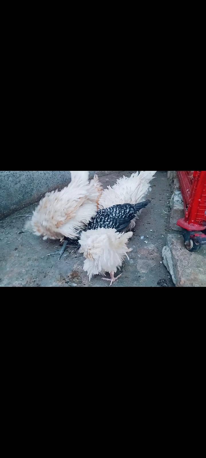 polish chicks 6