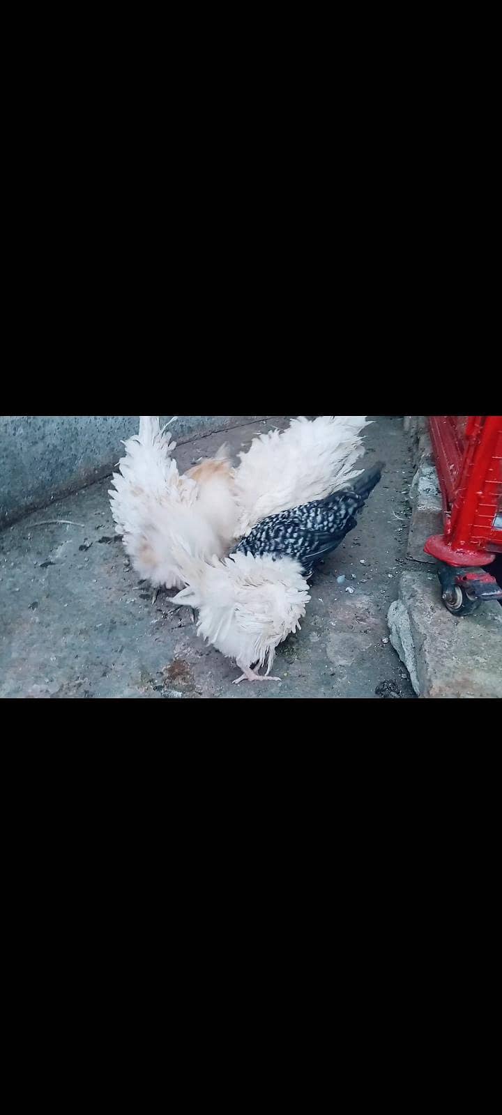 polish chicks 7