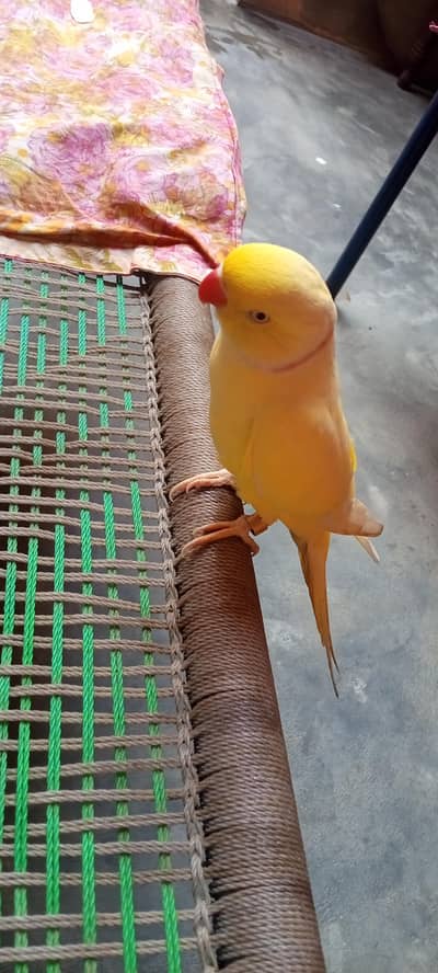 Beautiful Yellow Ringneck Parrot for Sale