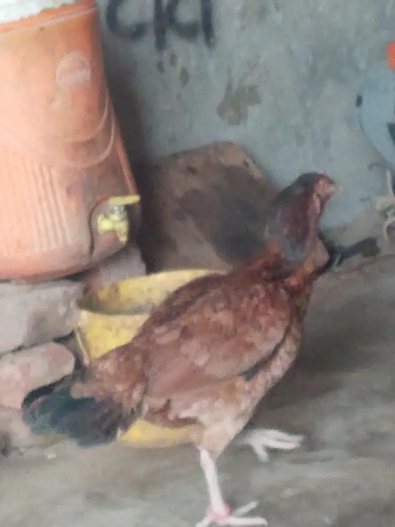 vip farsh — photo 3