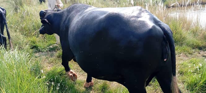 buffalo