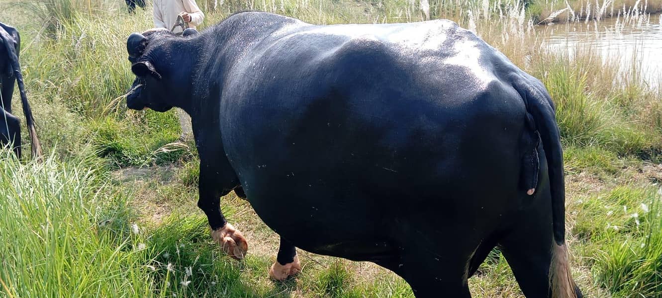 buffalo 0