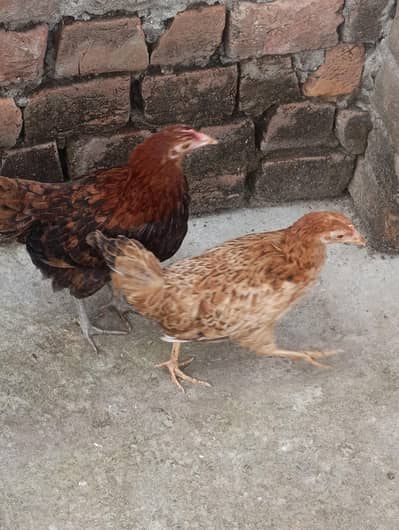 3 big hens and 1 big murga or 2 patiya (All Desi)