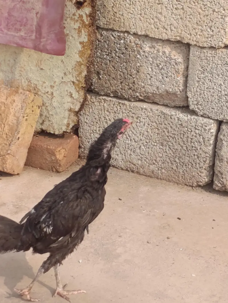 3 big hens and 1 big murga or 2 patiya (All Desi) — photo 2