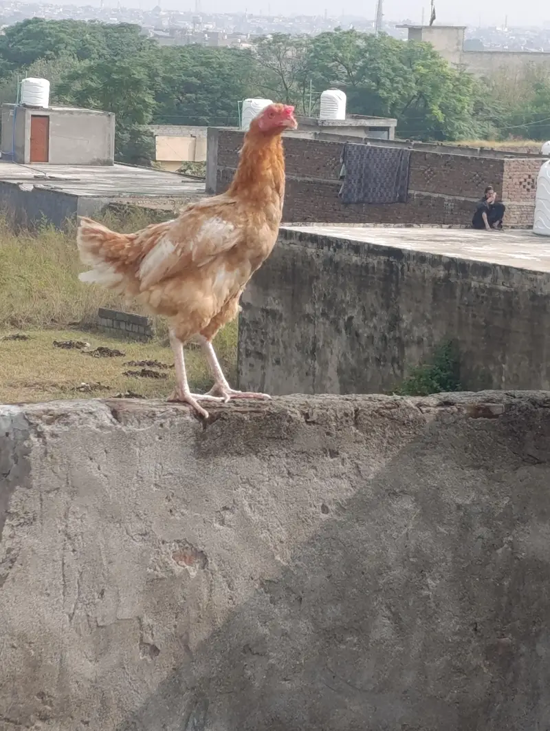 3 big hens and 1 big murga or 2 patiya (All Desi) — photo 3