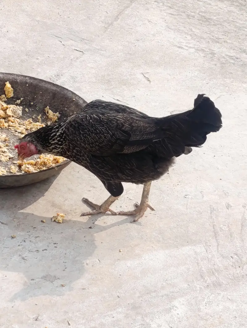 3 big hens and 1 big murga or 2 patiya (All Desi) — photo 4