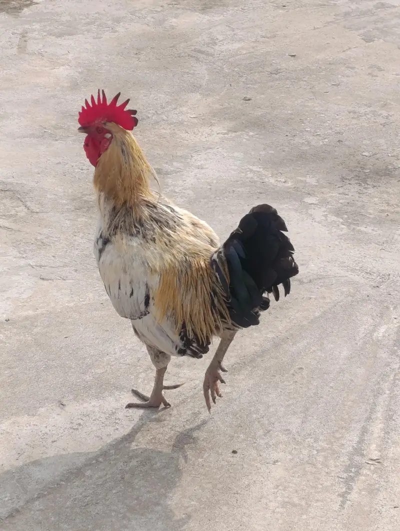3 big hens and 1 big murga or 2 patiya (All Desi) — photo 5