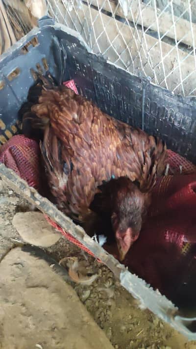 broody kurak kurruk hen and aseel pair