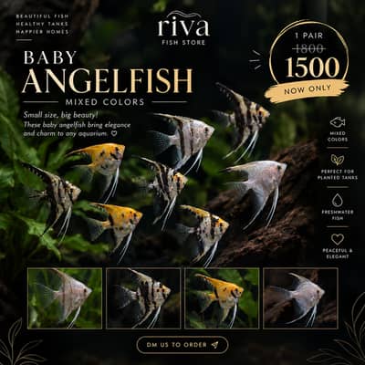 Baby angel fish 1 pair