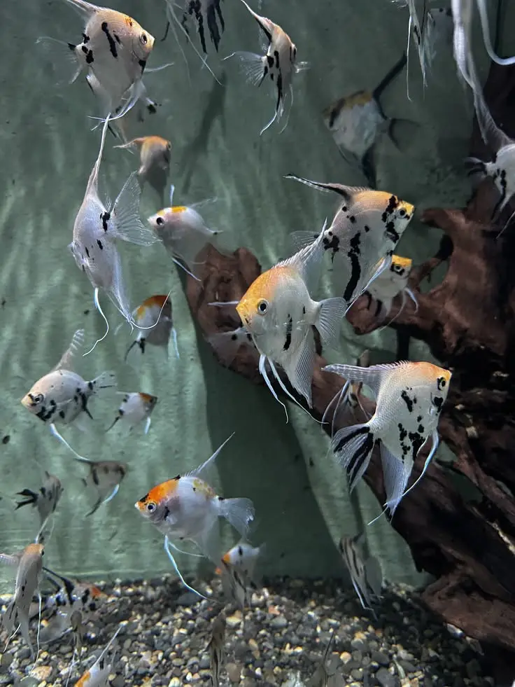 Baby angel fish 1 pair — photo 3