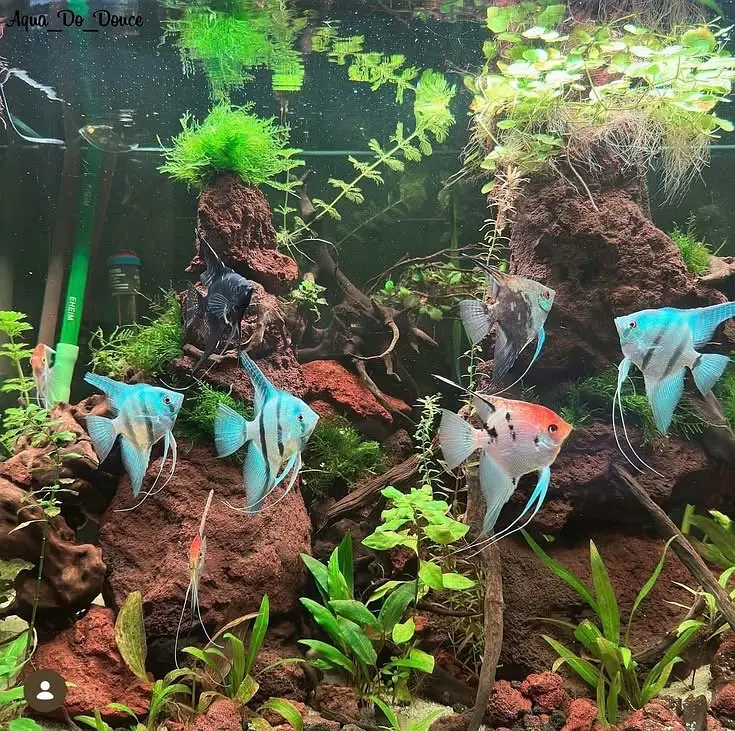 Baby angel fish 1 pair — photo 4