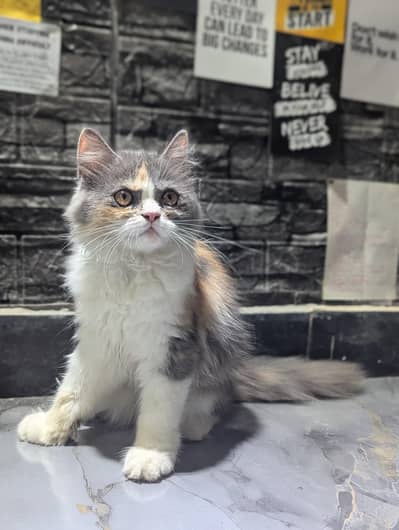 Persian Triple coated