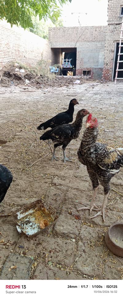 Asaal fresh patha or pathian for sale.