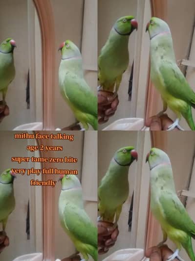Ringneck and raw alexandrine male female patha also available