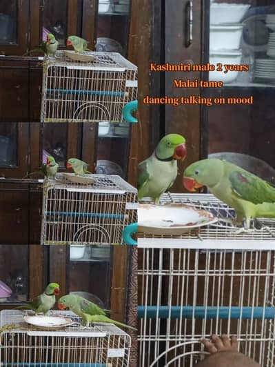 Raw alexandrine male female patha also available