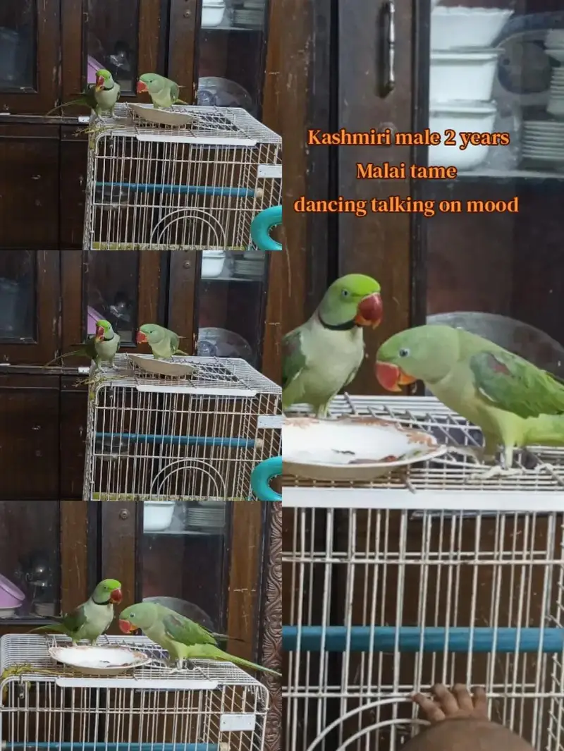Ringneck and raw alexandrine male female patha also available — photo 2