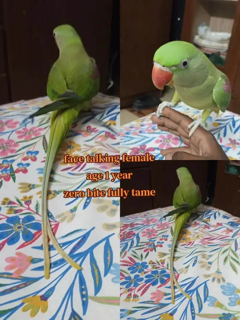 Ringneck and raw alexandrine male female patha also available — photo 3