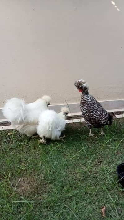 white silky pair coko polish female