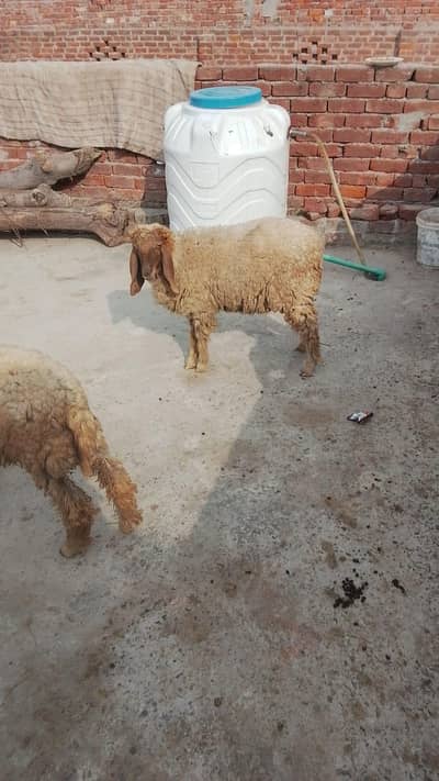 2 chatra for sale