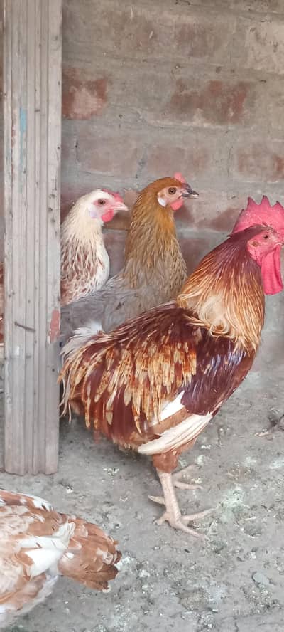 pure desi breeder female laying eggs