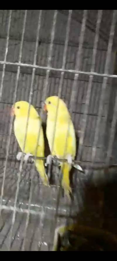 yelow kathy for sale