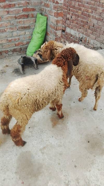 3 Chatra for sale