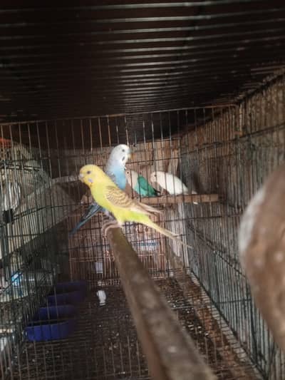 cage's with parrot's
