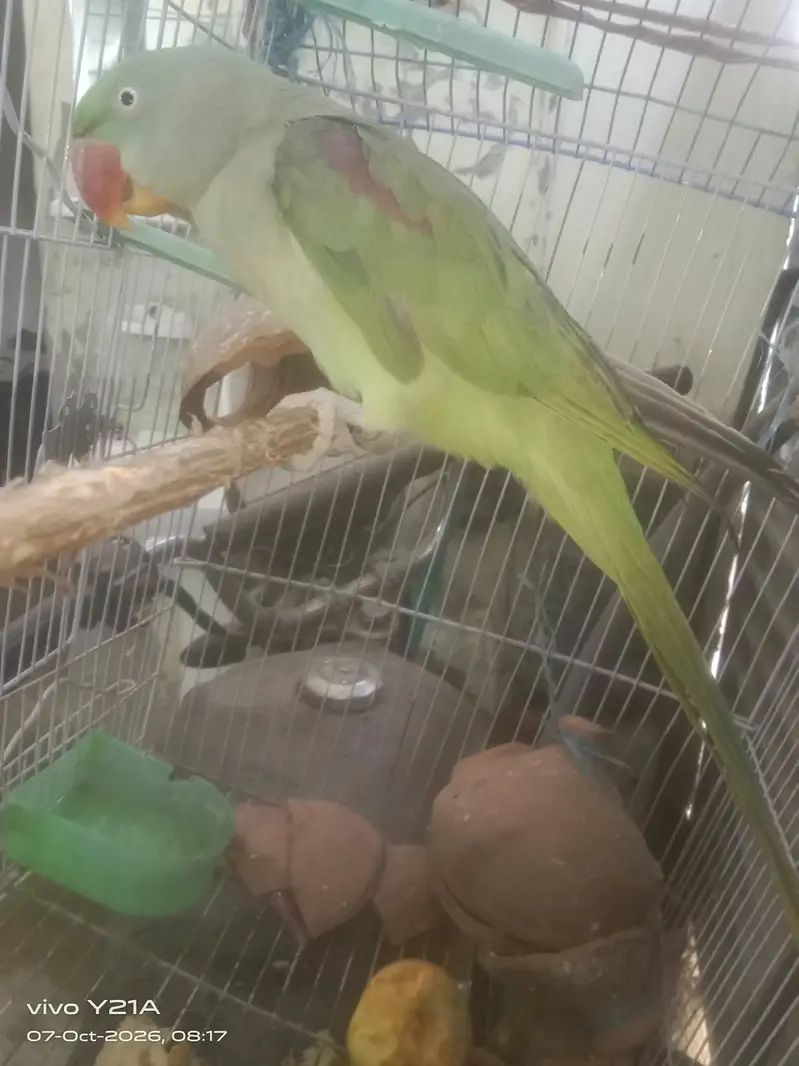 raw parrot / green parrot / kashmiri raw parrot / talking parrot