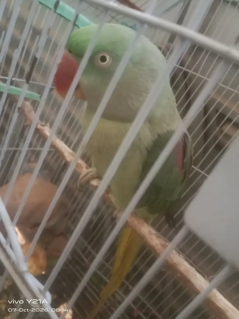 raw parrot / green parrot / kashmiri raw parrot / talking parrot — photo 2