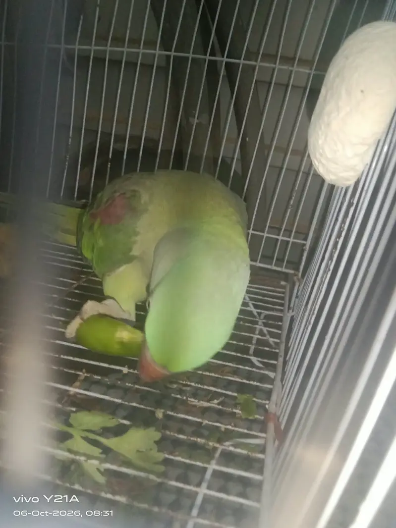 raw parrot / green parrot / kashmiri raw parrot / talking parrot — photo 3