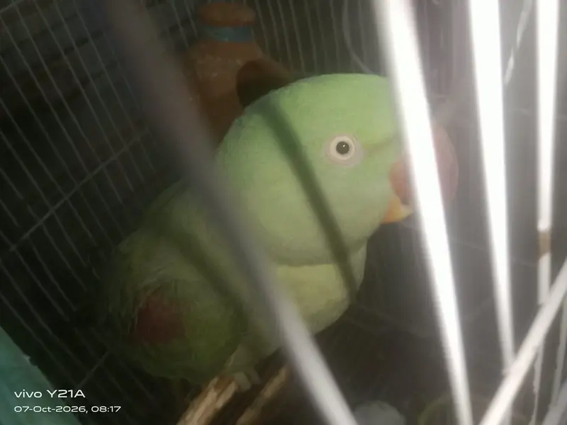 raw parrot / green parrot / kashmiri raw parrot / talking parrot — photo 4