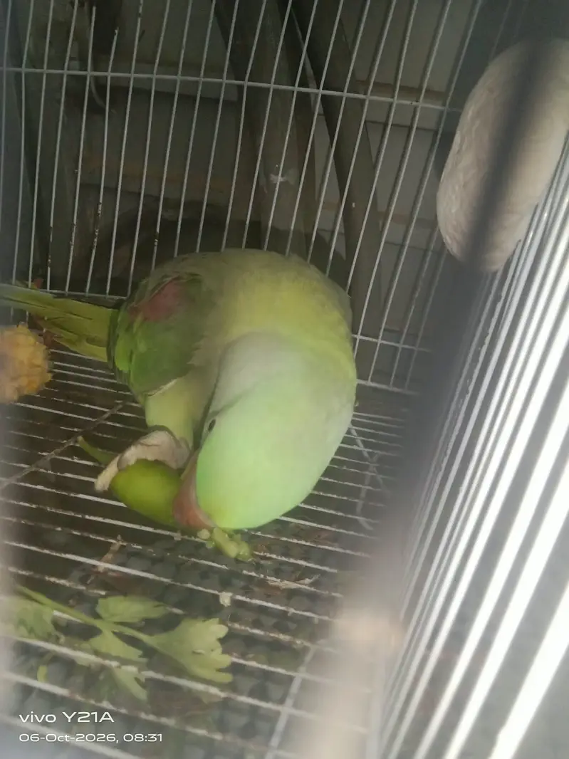 raw parrot / green parrot / kashmiri raw parrot / talking parrot — photo 5