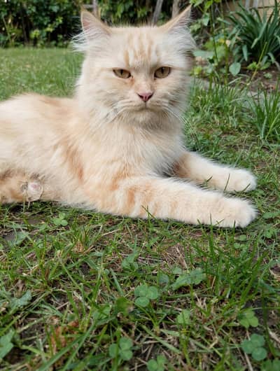 Persian cat for sale