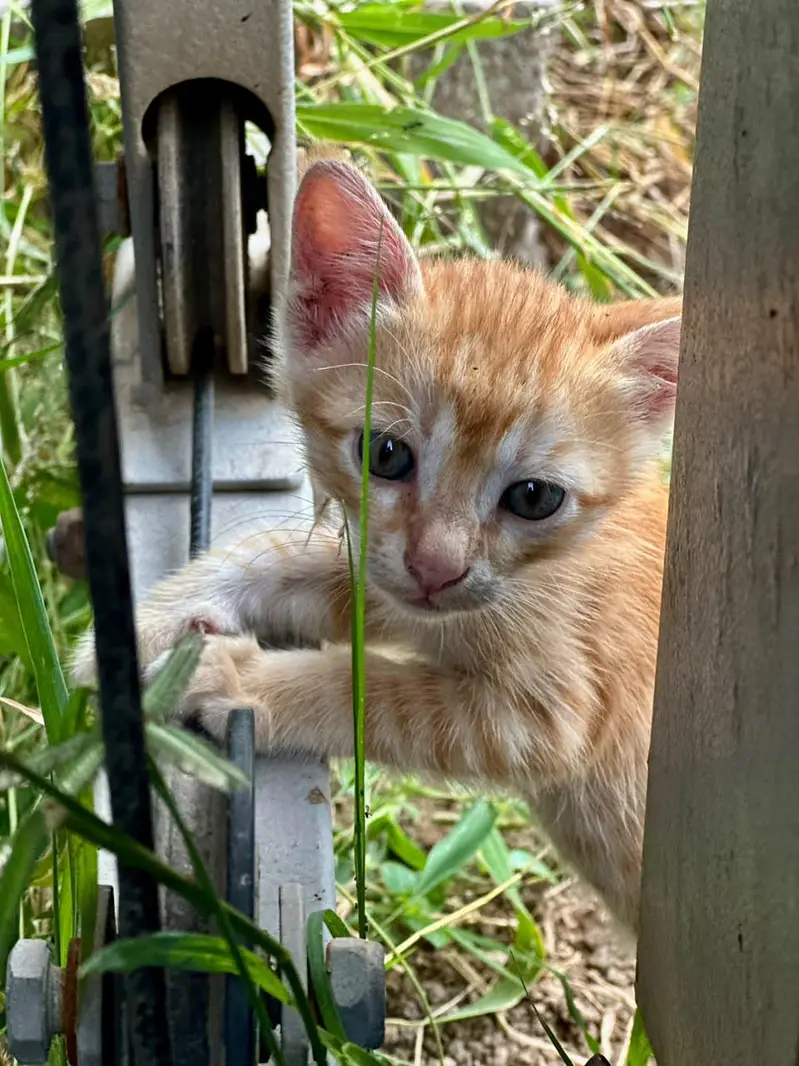 Ginger orange cats — photo 2