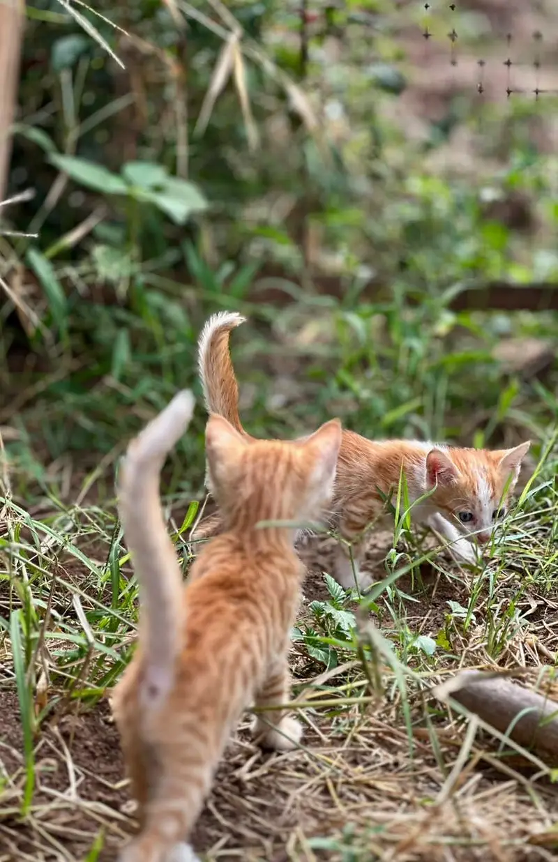 Ginger orange cats — photo 3