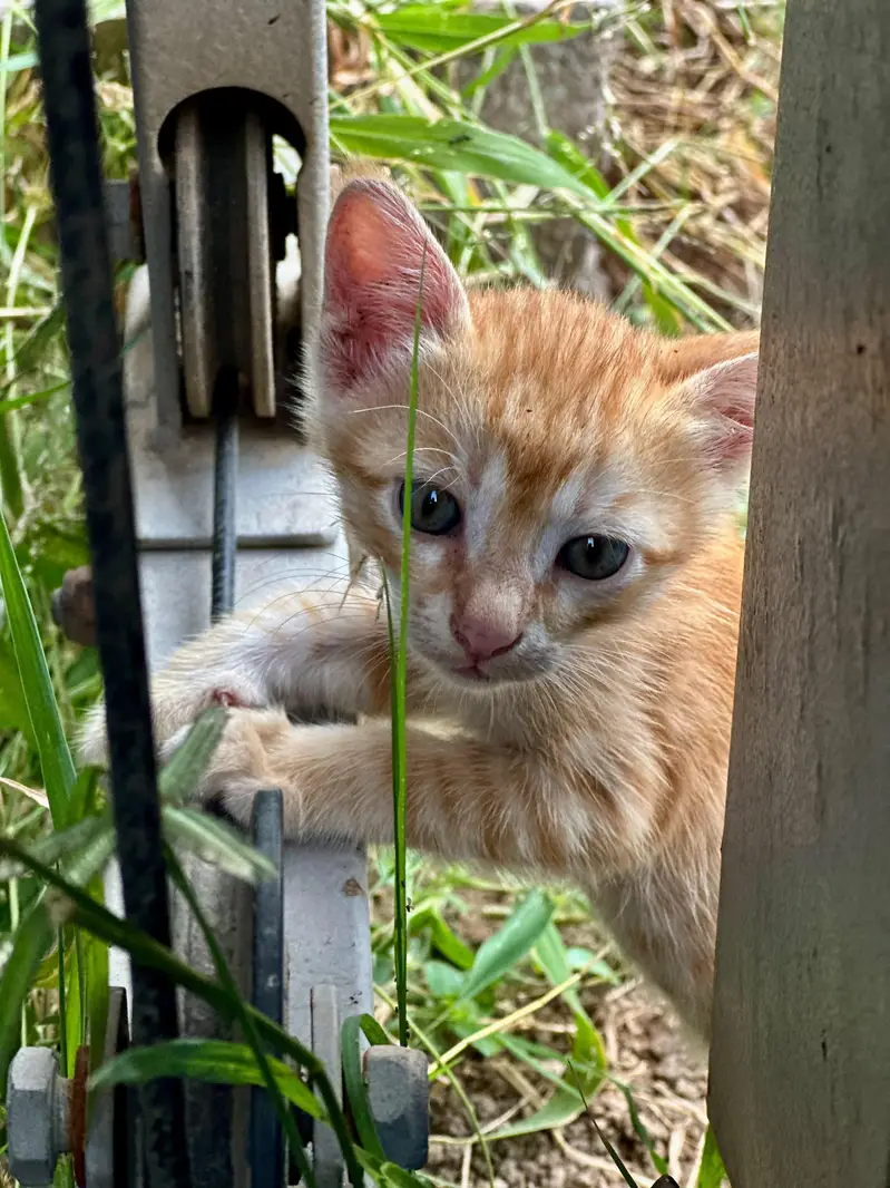 Ginger orange cats — photo 4