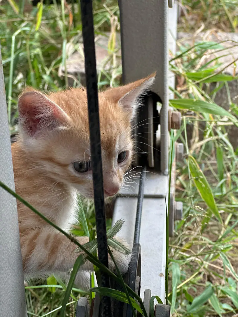 Ginger orange cats — photo 5
