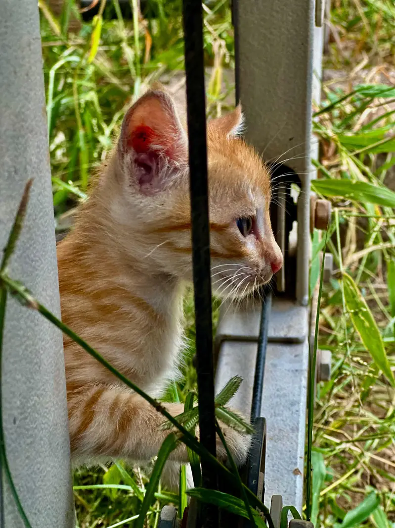 Ginger orange cats — photo 6
