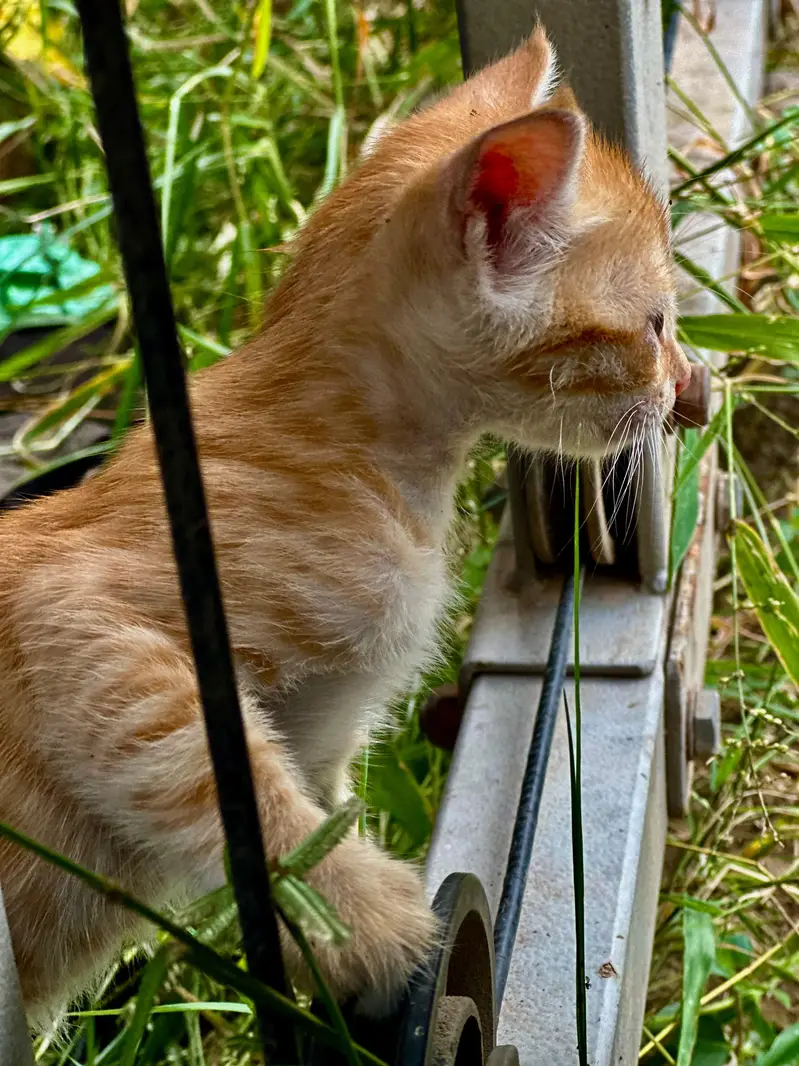Ginger orange cats — photo 7