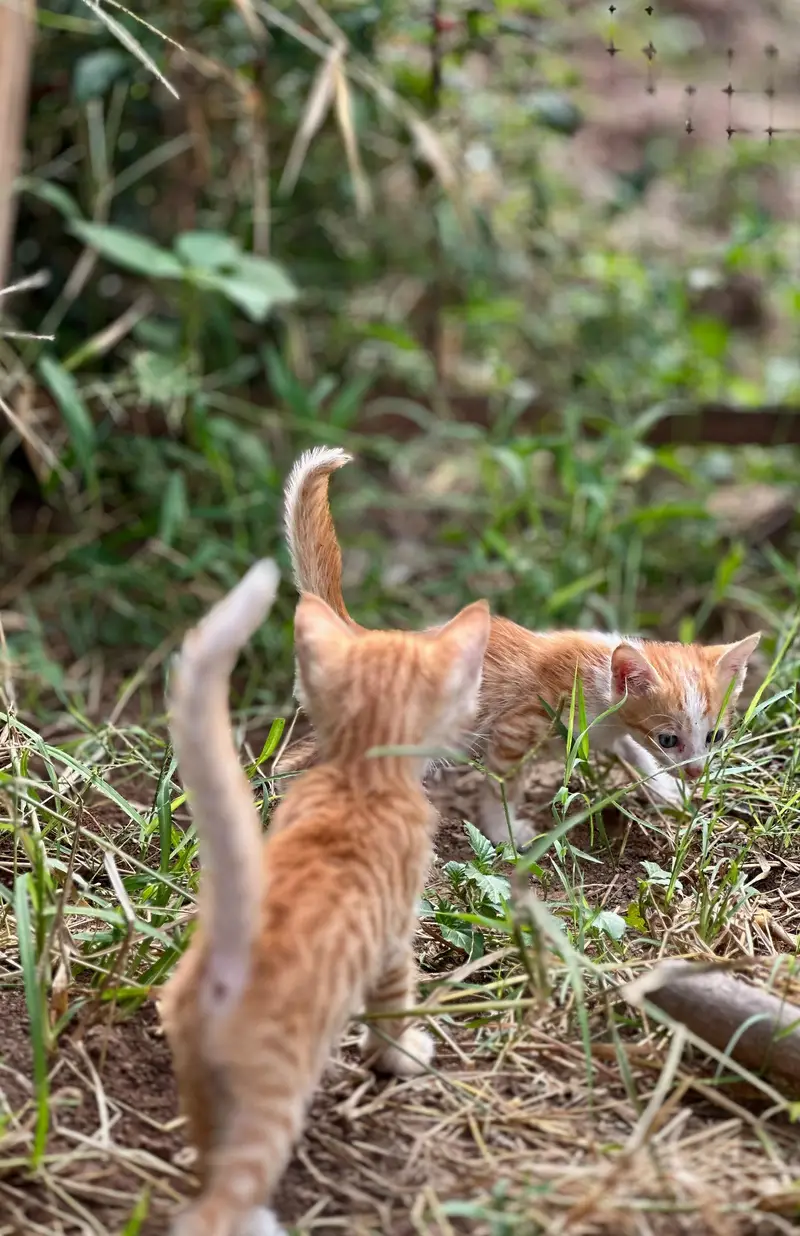 Ginger orange cats — photo 8