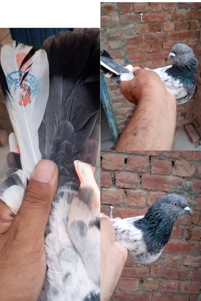 Stemp Waly Parwazi