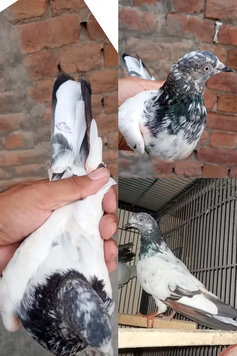 Stemp Waly Parwazi — photo 2