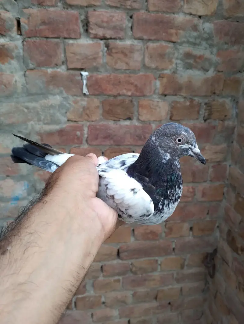 Stemp Waly Parwazi — photo 3