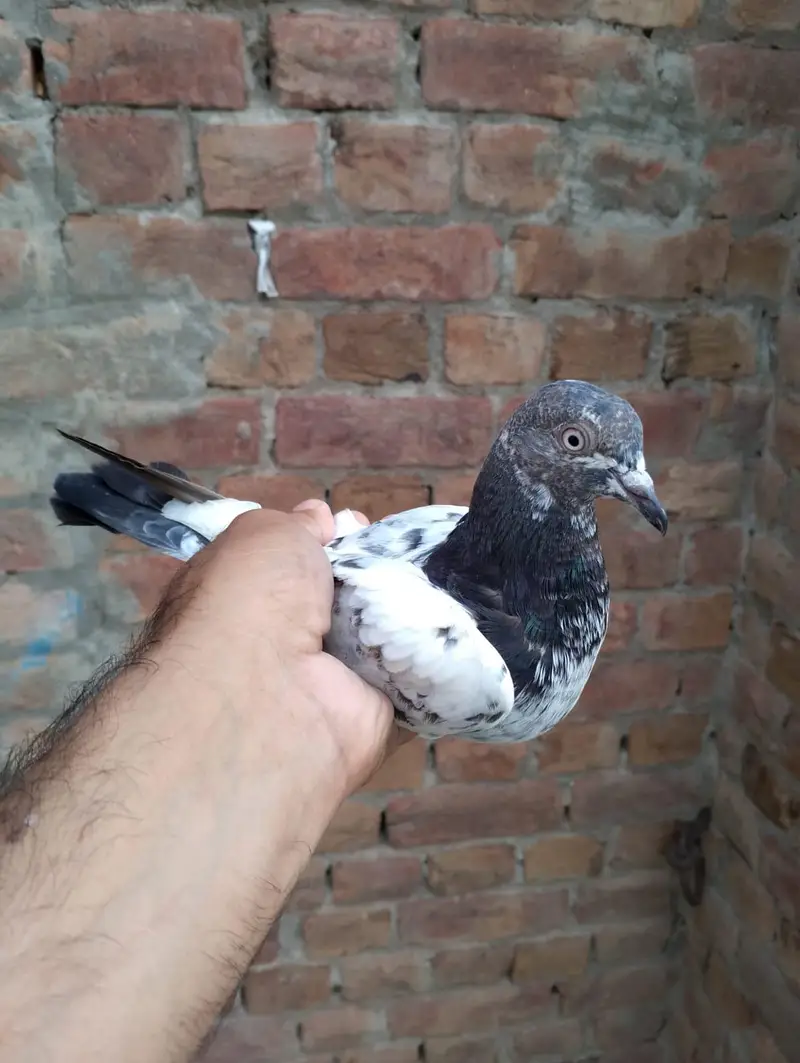 Stemp Waly Parwazi — photo 9